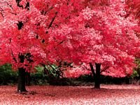 pic for Pink tree 